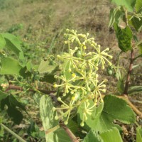 Cissus vitiginea L.